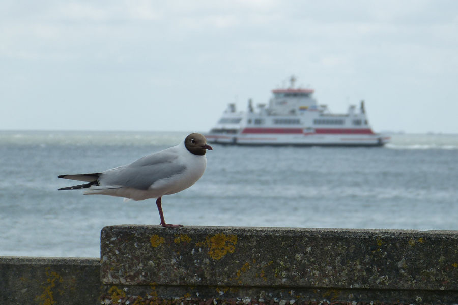 Ausflug vom Ferienhaus Nordstern an der Nordsee zu den Nordfriesische Inseln – Fähre nach Föhr