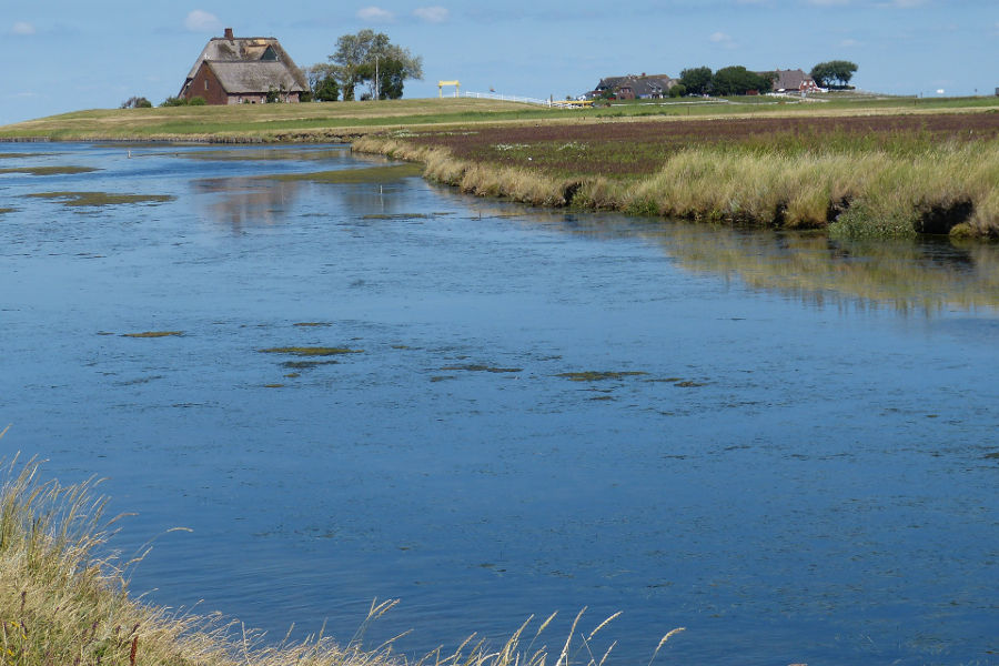 Ausflug vom Ferienhaus Nordstern an der Nordsee zu den Nordfriesische Inseln – Hallig Hooge